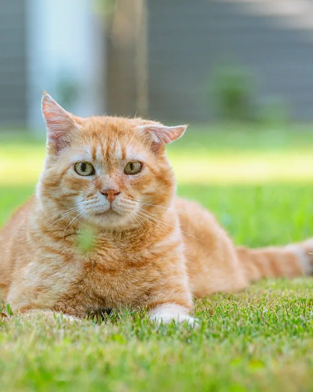 Chat roux couché dans l’herbe d’un jardin