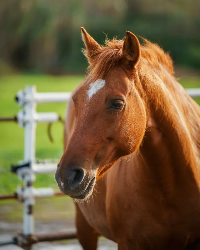 Cheval alezan à la barrière blanche d’un pré