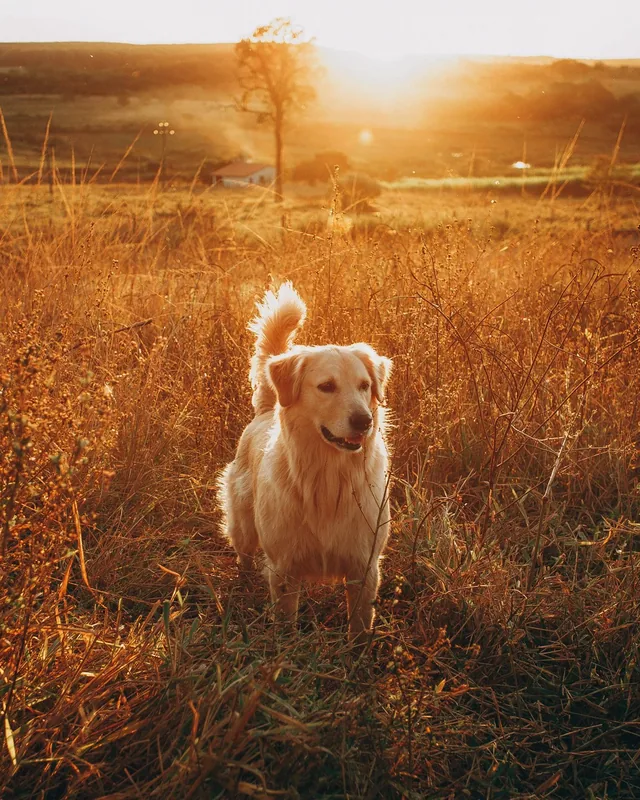 Golden retriever debout dans un champ d’herbes dorées