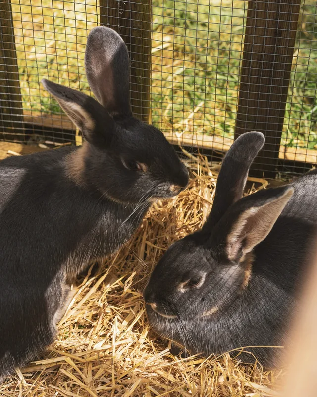 Deux lapins sombres dans la paille d’un clapier