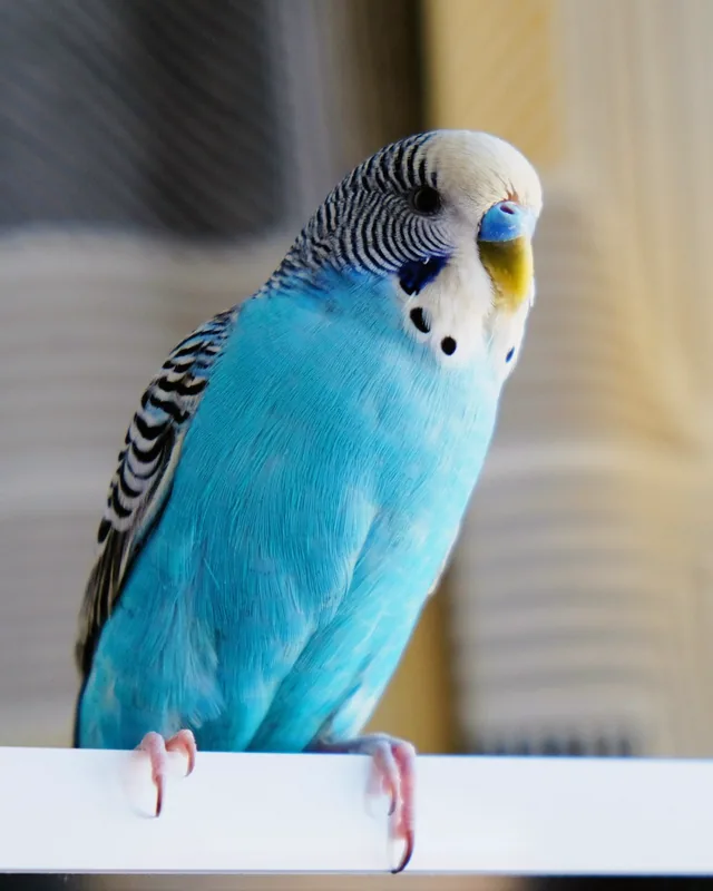 Perruche ondulée bleue perchée sur un rebord