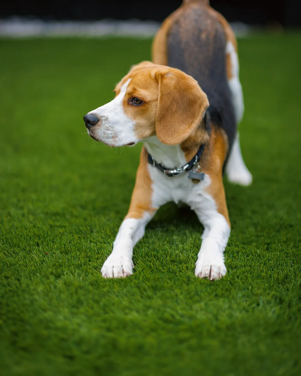 Beagle à l’arrêt sur une pelouse, la tête tournée sur le côté