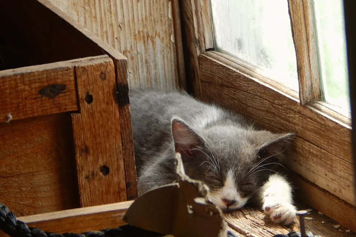 Chaton gris et blanc endormi près d’une fenêtre à croisillons de bois