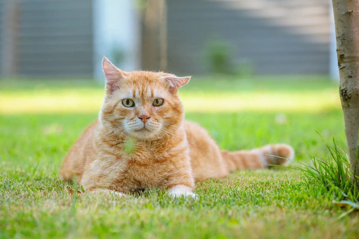 Chat roux couché dans l’herbe, le regard droit