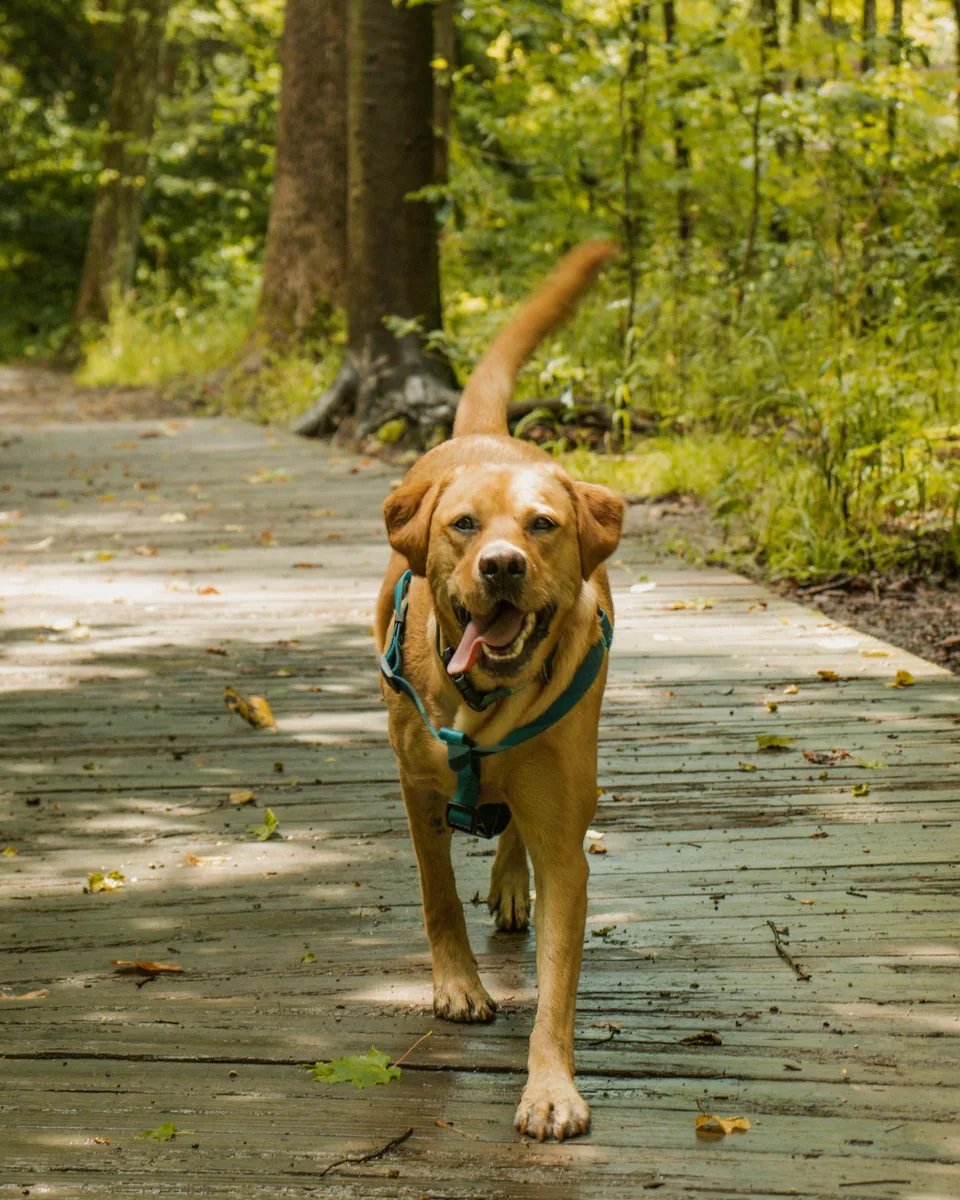 Chien en harnais marchant sur un chemin de bois au milieu de la forêt