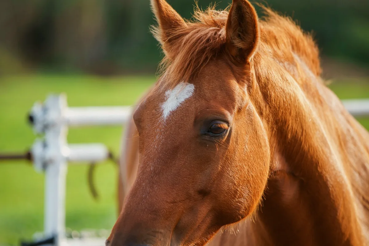 Cheval alezan à liste blanche près d’une barrière blanche