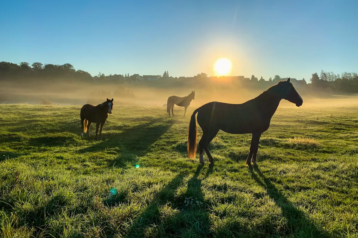 Cheval noir dans un pré brumeux au lever du soleil, deux autres chevaux au loin