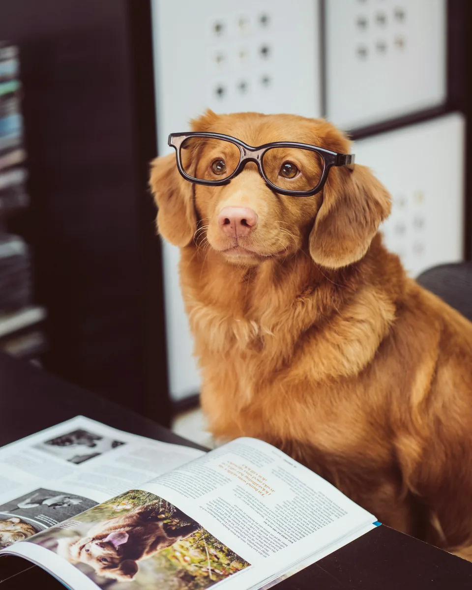 Chien roux portant des lunettes, assis devant un magazine ouvert