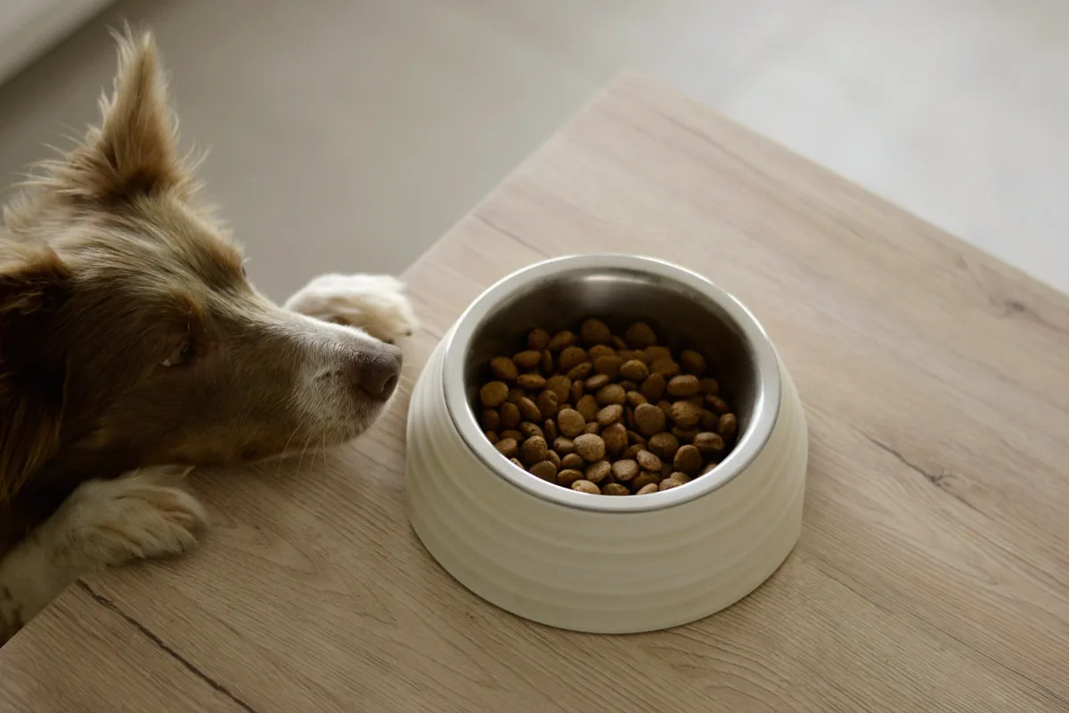 Chien reniflant une gamelle crème pleine de croquettes sur un plan de bois clair