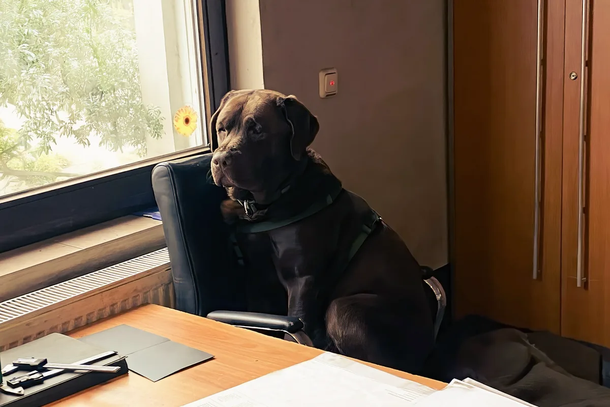 Labrador noir assis sur une chaise de bureau près d’une fenêtre