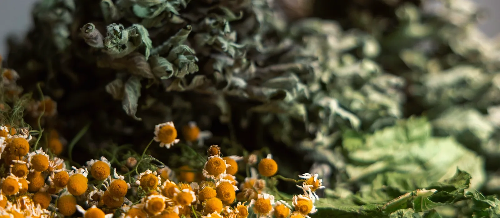Fleurs de camomille séchées mêlées à des herbes vertes