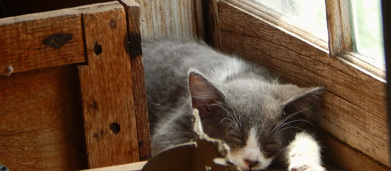 Chaton gris et blanc endormi près d’une fenêtre à croisillons de bois