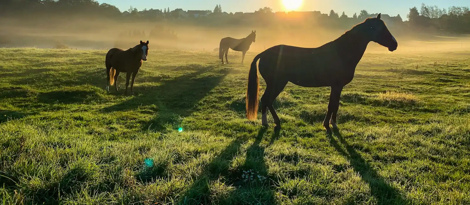 Cheval noir dans un pré brumeux au lever du soleil, deux autres chevaux au loin