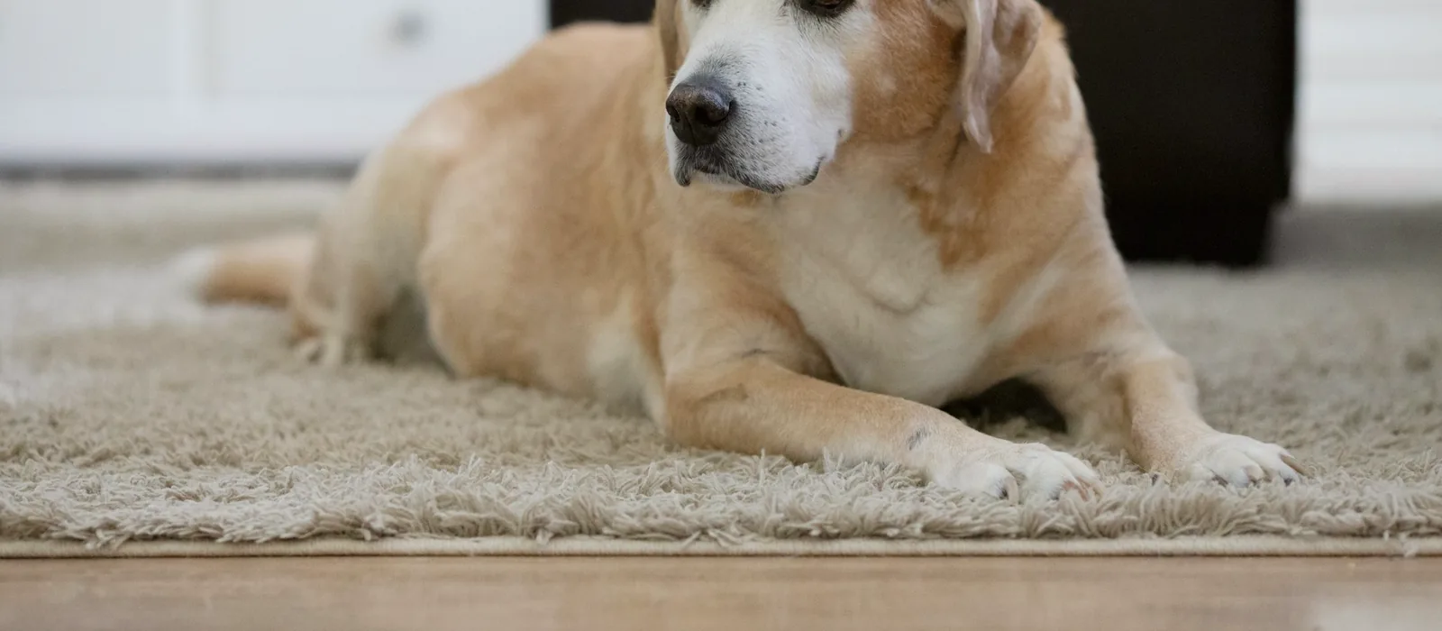Vieux labrador beige couché sur un tapis clair, le regard attentif