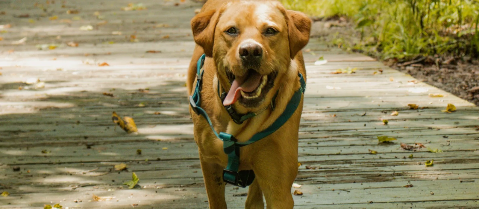 Chien en harnais marchant sur un chemin de bois au milieu de la forêt
