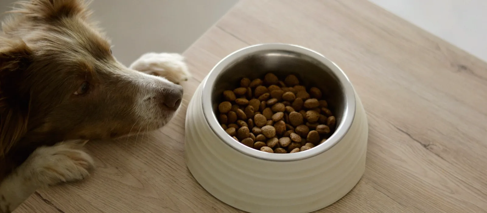 Chien reniflant une gamelle crème pleine de croquettes sur un plan de bois clair