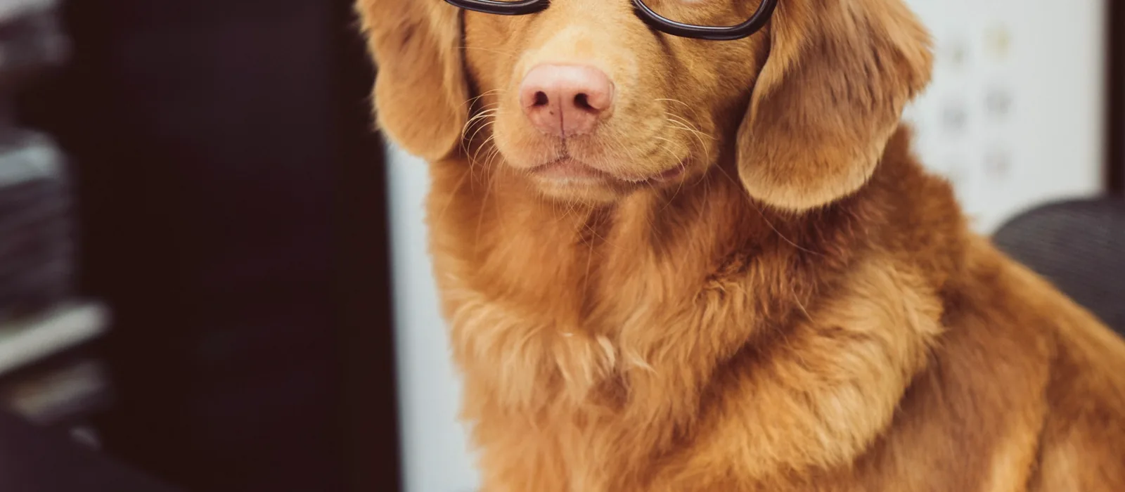 Chien roux portant des lunettes, assis devant un magazine ouvert