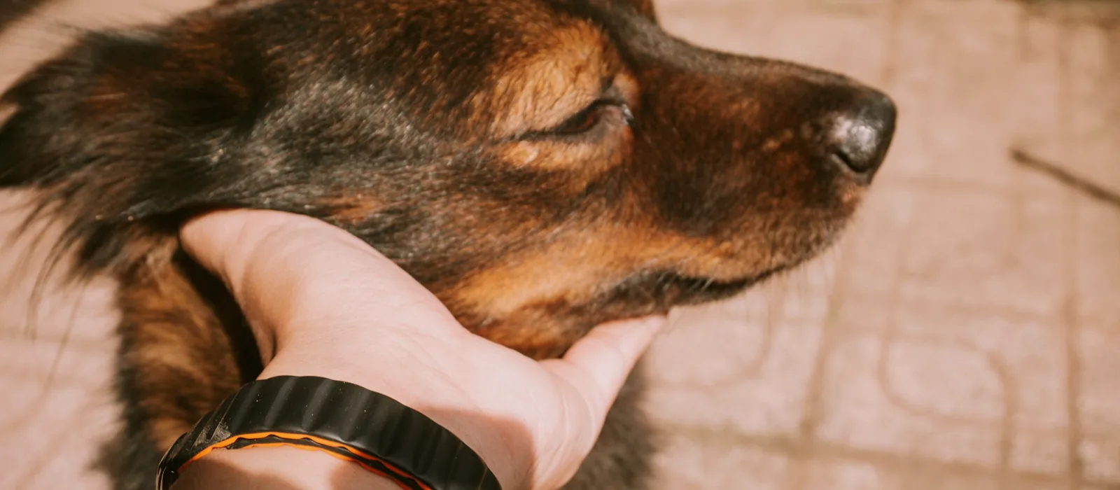 Une main posée sur la tête d’un chien aux yeux mi-clos