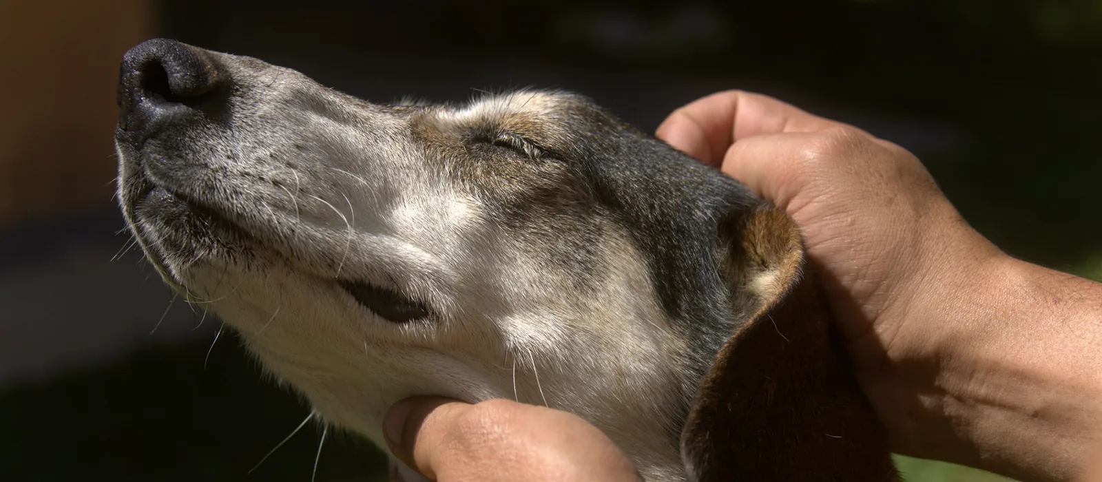 Mains posées de chaque côté de la tête d’un vieux chien, les yeux fermés, dehors au soleil