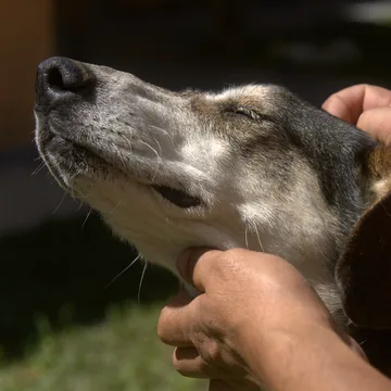 Mains posées de chaque côté de la tête d’un vieux chien, les yeux fermés, dehors au soleil