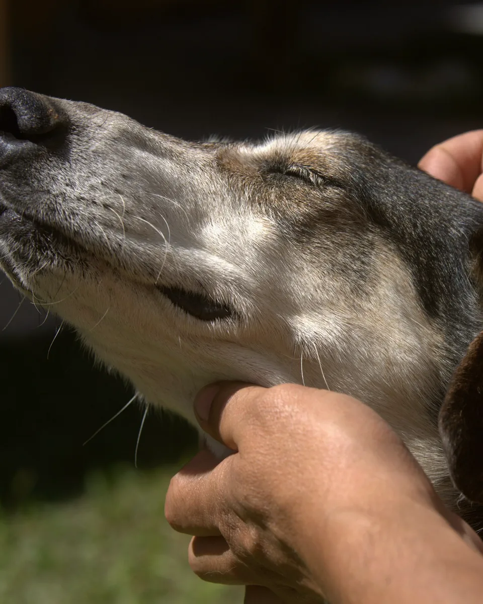 Mains posées de chaque côté de la tête d’un vieux chien, les yeux fermés, dehors au soleil