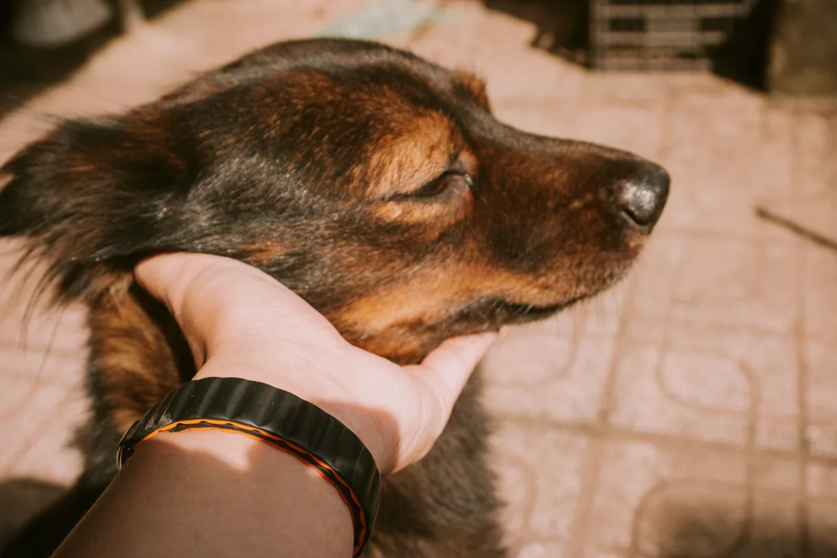 Une main posée sur la tête d’un chien aux yeux mi-clos